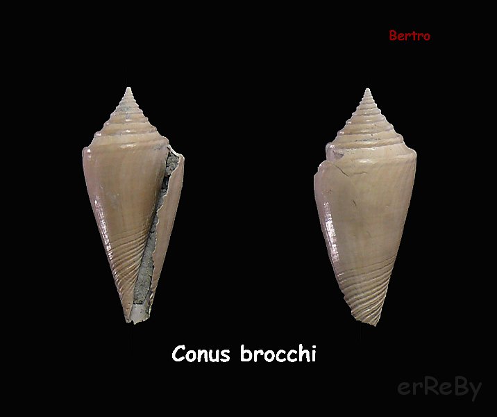 Conus brocchi.jpg
